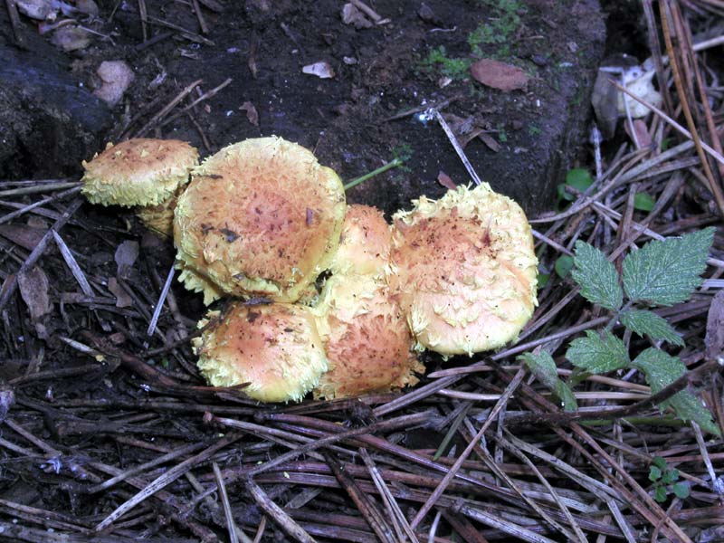 Pholiota flammans